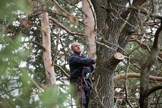 Best Commercial Tree Services  in Clifton Gardens, NY